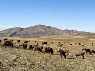 A flock of sheep grazing on dry grass field with mountain hills in the background, Kyrgyzstan.
