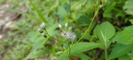 Close-Up of Wildflower Seeds with Green Leaf Background in Nature