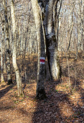autumn forest park area, hiking trail through the area, trees with marked course signs