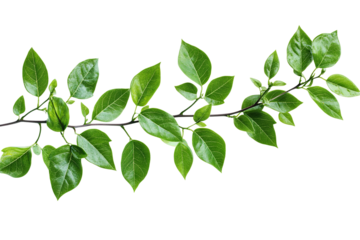 High-resolution isolated green plant leaves PNG on transparent background – versatile cutout for botanical illustrations, eco-friendly branding, and nature-inspired graphic design