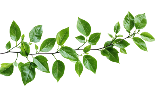 High-resolution isolated green plant leaves PNG on transparent background – versatile cutout for botanical illustrations, eco-friendly branding, and nature-inspired graphic design