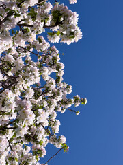 Close-up of apple blossoms in full bloom under a vivid blue sky, seasonal spring concept.