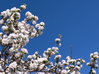 Close-up of apple blossoms in full bloom under a vivid blue sky, seasonal spring concept.