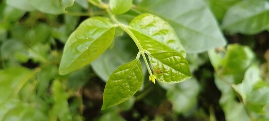 Emerging Yellow Bud and Bright Green Leaves – Macro Photography of Early Flowering Phase, Nature Growth Symbol, Eco Plant Detail, Organic Texture, and Spring Season Inspiration