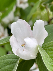 Delicate white quince flower surrounded by fresh green leaves in a spring garden.