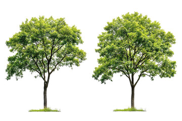 High-resolution green forest trees isolated on transparent background with alpha channel PNG cutout — lush summer foliage element with clean clip path ideal for print layouts, web pages