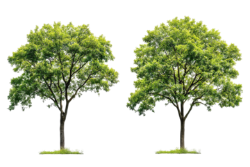 High-resolution green forest trees isolated on transparent background with alpha channel PNG cutout — lush summer foliage element with clean clip path ideal for print layouts, web pages