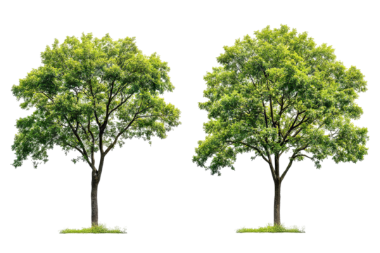 High-resolution green forest trees isolated on transparent background with alpha channel PNG cutout — lush summer foliage element with clean clip path ideal for print layouts, web pages