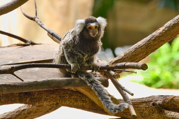 コモンマーモセット