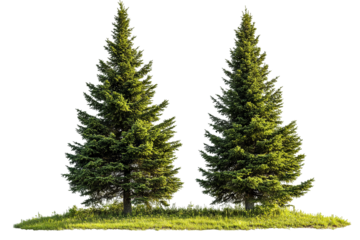 High-resolution green forest trees isolated on transparent background with alpha channel PNG cutout — lush summer foliage element with clean clip path ideal for print layouts, web pages