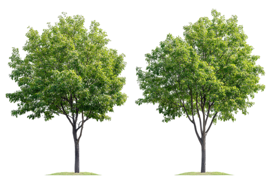 High-resolution green forest trees isolated on transparent background with alpha channel PNG cutout — lush summer foliage element with clean clip path ideal for print layouts, web pages