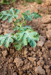 A young watermelon bush grows in the garden on the ground