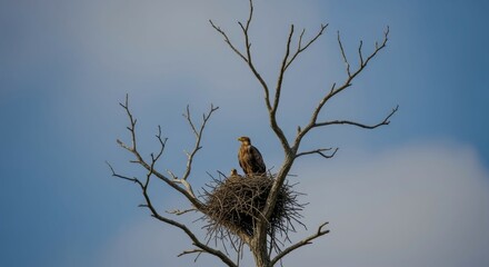 Hawks The Nest Top Tree