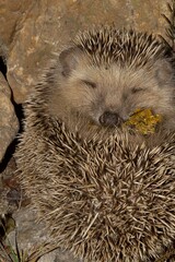 Erizo Ground Hedgehog Wild Nature 