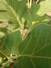 solanum melongena flower or Eggplant flower aubergine, brinjal, or baigan flower.solanum melongena flower pattern 