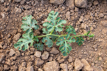 A young watermelon bush grows in the garden on the ground