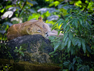 The Lioness at Rest