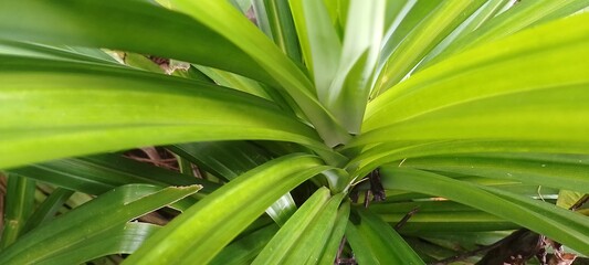 Organic Tropical Leaf Arrangement – Fresh Pandan Foliage