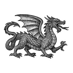 Obraz premium Dragon Engraving Standing with Wings Open Black and White Outline Line Art Drawing