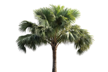 High-resolution tropical tree set isolated on transparent background — versatile PNG cutouts ideal for exotic landscape scenes, architectural visualizations, and creative photo compositing