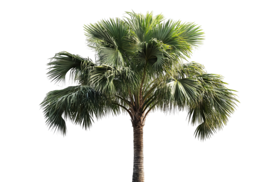 High-resolution tropical tree set isolated on transparent background — versatile PNG cutouts ideal for exotic landscape scenes, architectural visualizations, and creative photo compositing - Powered by Adobe