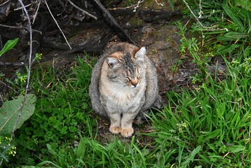 Tabby Cat Sitting with Eyes Closed in Green Grass