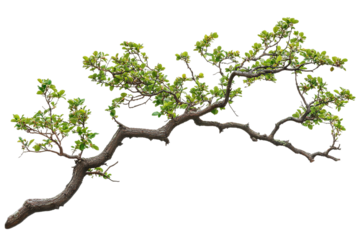 High-resolution flowering tree branch overlay isolated on transparent background PNG – realistic botanical cutout ideal for photo compositing, wedding invitation design, and spring-themed digital art