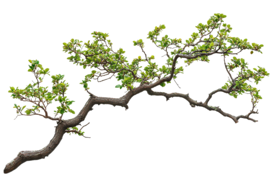 High-resolution flowering tree branch overlay isolated on transparent background PNG – realistic botanical cutout ideal for photo compositing, wedding invitation design, and spring-themed digital art - Powered by Adobe