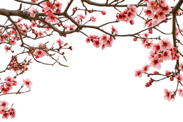 High-resolution flowering tree branch overlay isolated on transparent background PNG – realistic botanical cutout ideal for photo compositing, wedding invitation design, and spring-themed digital art