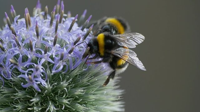 Close-up of busy bumblebees gathering nectar on spiky purple flowers in natural outdoor setting
