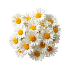 Obraz premium A bouquet of fresh white daisies with vivid yellow centers isolated transparent background perfect for floral designs