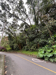 Curva de Carretera con Densa Vegetación en La Paz, Envigado