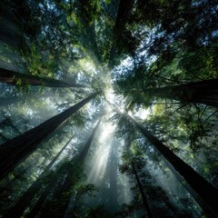 Sunlight streams through towering trees in a misty forest
