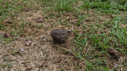 The raincoat mushroom grows in the forest. Puffball with brown bumpy hat. There is green and dry grass on the ground, and fallen leaves. Top view. Malaysia. The jungles of Borneo.