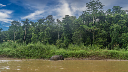 A pygmy elephant wanders along the riverbed. Side view. The head, back, trunk, and tusks are...
