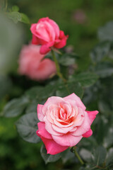 Beautifully blooming roses