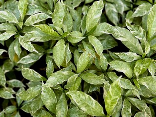 Green leaves natural background