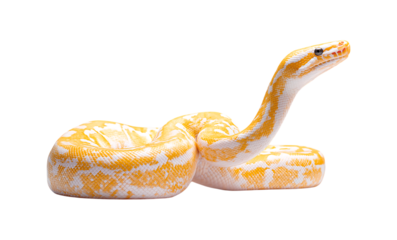 A white and yellow ball python isolated on a transparent background
