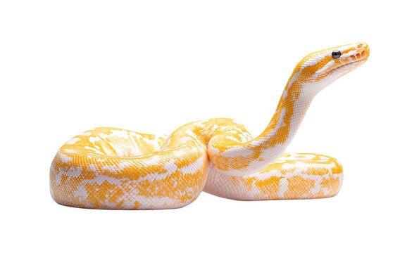 A white and yellow ball python isolated on a transparent background