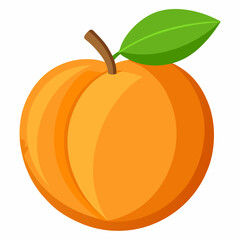 vector illustration of orange fruit