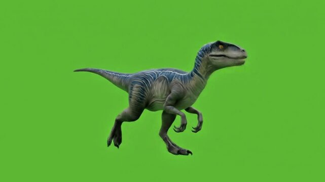 Realistic 3D Velociraptor dinosaur walking isolated on a bright green screen background suitable for chroma key use