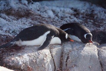 Emperor penguins on icy Antarctic landscape with glacier in background
