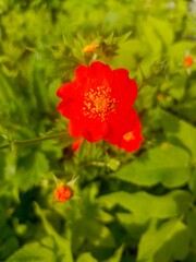 Obraz premium A vibrant red flower blooms amidst lush green foliage. The flower has a distinct shape with bright petals and a central cluster of yellow stamens.