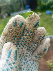 A close-up of a hand wearing a gardening glove, holding a green insect. The background features a blurred garden with greenery and tools.