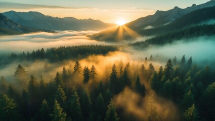 Fototapeta premium Golden sunrise illuminates a misty forest landscape with mountains in the background.