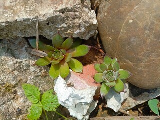 Small dark spider in a natural setting crawling on a green succulent surrounded by rocks