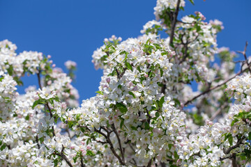 Bright apple tree flowers bloom, signaling the arrival of spring.