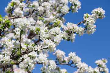 Blooming apple tree branch with white flowers against clear blue sky, spring nature background.