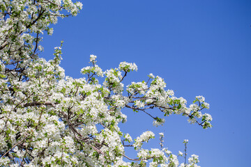 Natural spring background with apple blossoms and deep blue sky, floral landscape image.
