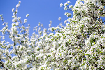 White apple tree flowers in sunlight on bright blue sky, perfect for springtime themes.